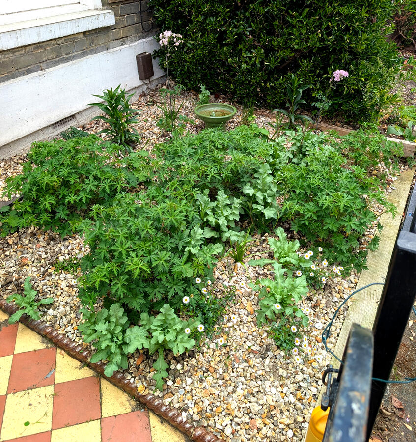 Low maintenance gravel garden