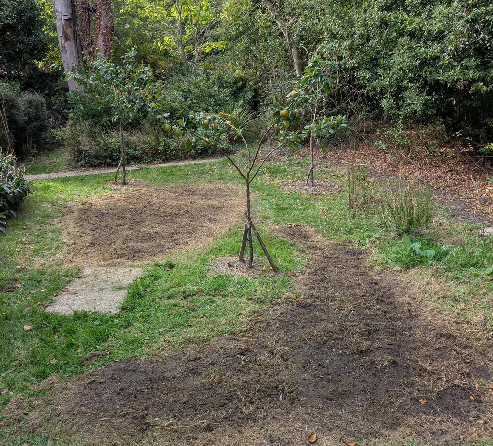 Clearing weeds in an orchard