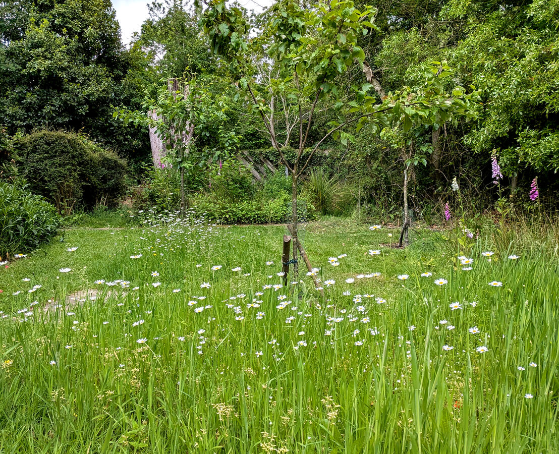 Wildflower meadow